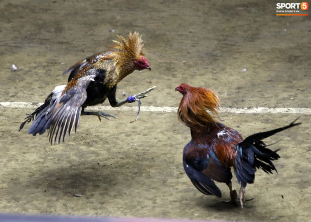 Đá gà, chọi gà: Chiêm ngưỡng vẻ đẹp của môn thể thao quốc dân 6.000 năm tuổi tại Philippines - Ảnh 20.