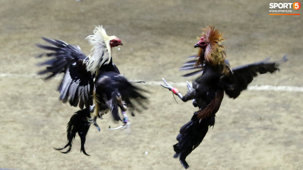 Đá gà, chọi gà: Chiêm ngưỡng vẻ đẹp của môn thể thao quốc dân 6.000 năm tuổi tại Philippines - Ảnh 24.