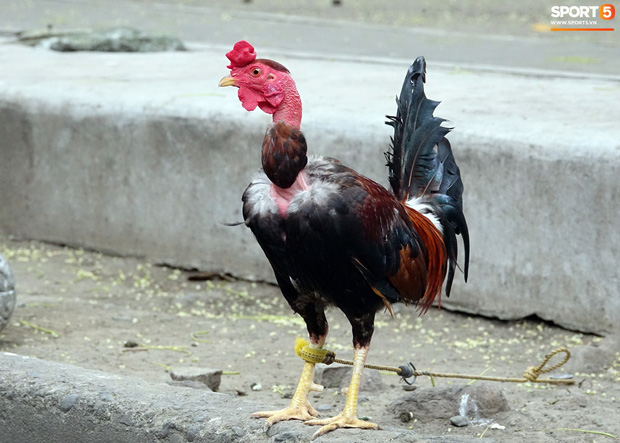 Đá gà, chọi gà: Chiêm ngưỡng vẻ đẹp của môn thể thao quốc dân 6.000 năm tuổi tại Philippines - Ảnh 27.