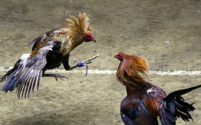 Đá gà, chọi gà: Chiêm ngưỡng vẻ đẹp của môn thể thao "quốc dân" 6.000 năm tuổi tại Philippines